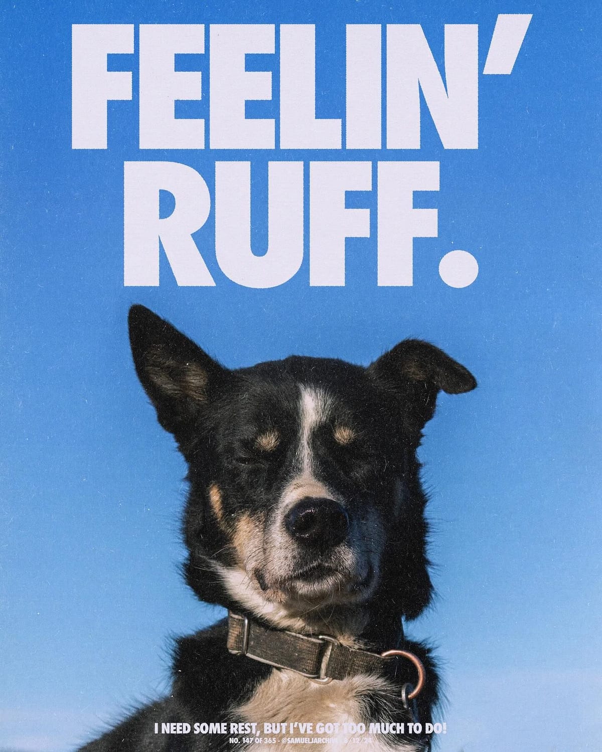 Dog poster
