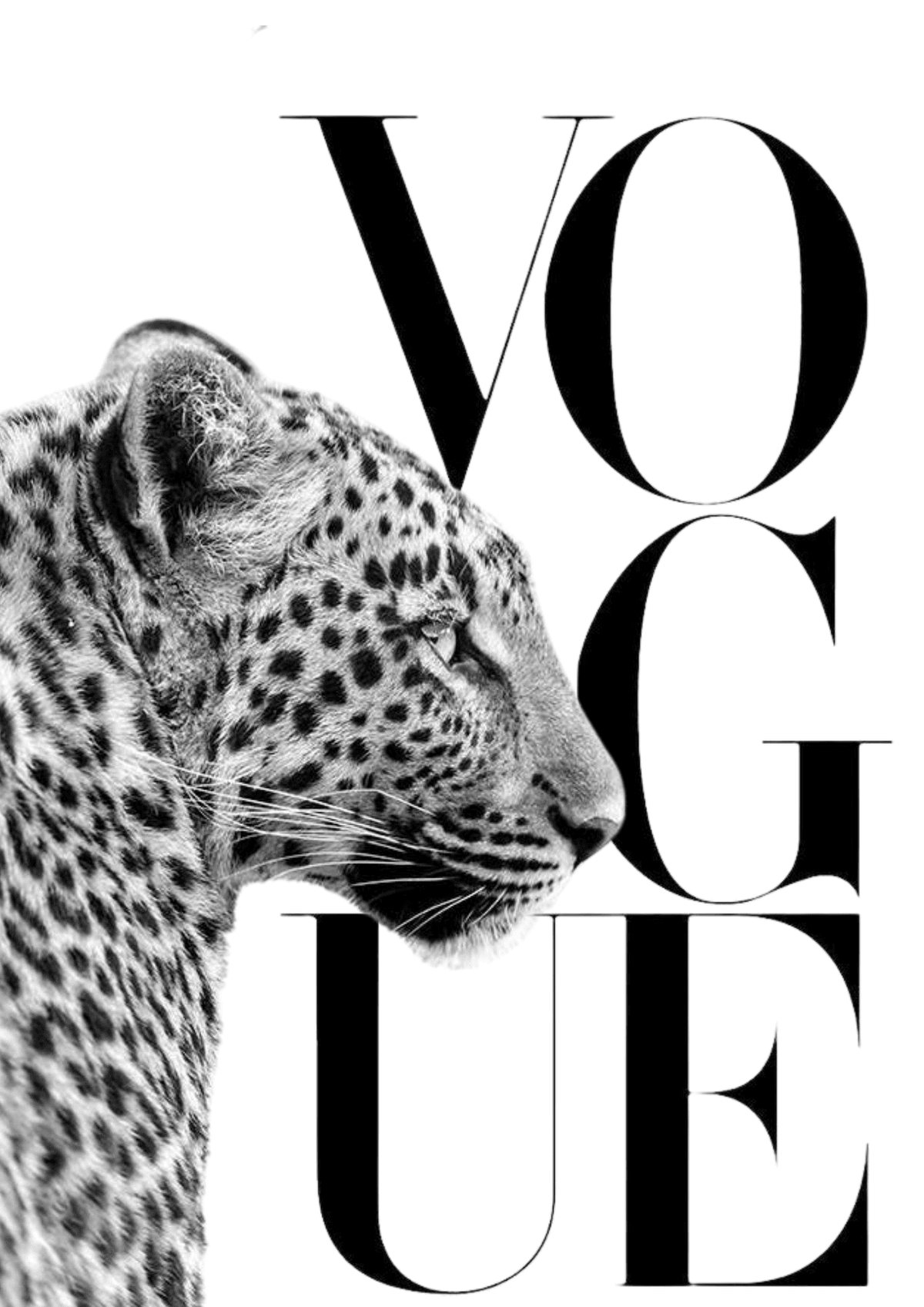 Cheetah Vogue Poster Black and White