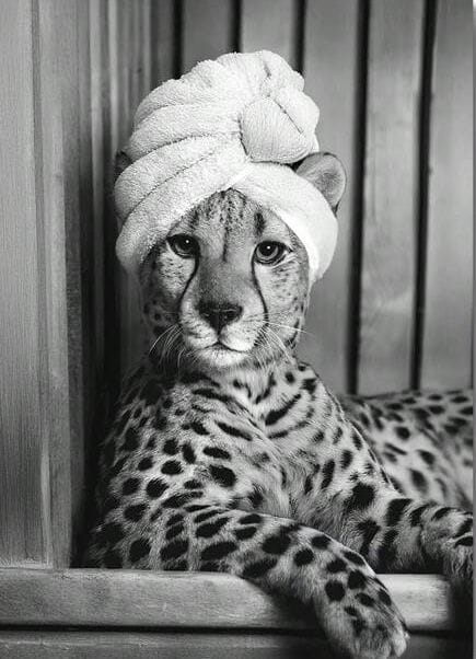 Cheetah poster