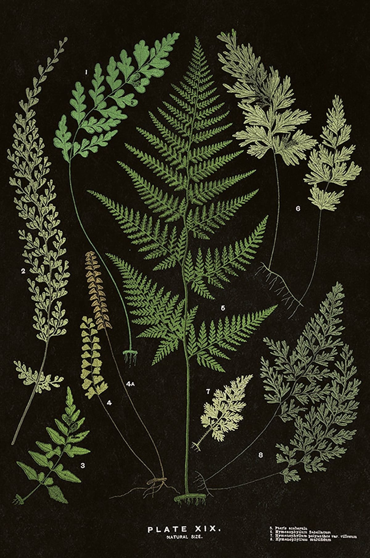 NATURE poster