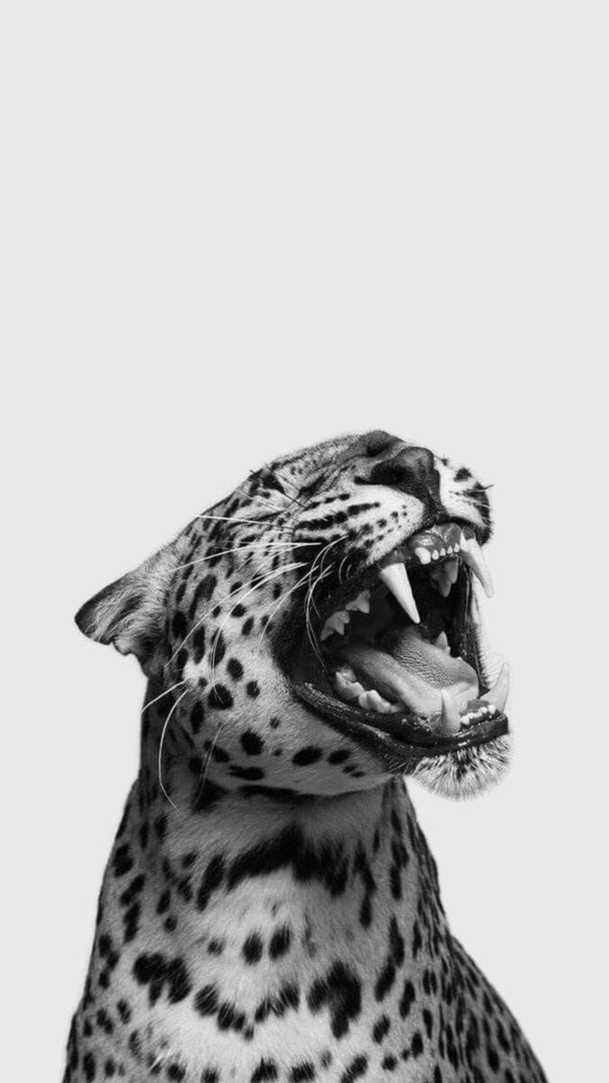 Leopard wallpaper