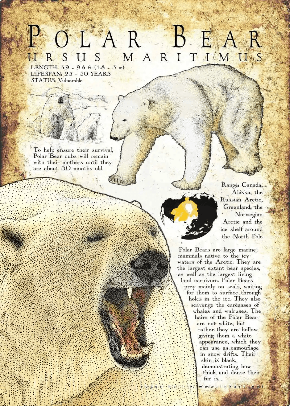 Polar Bear Poster - Wildlife Illustration