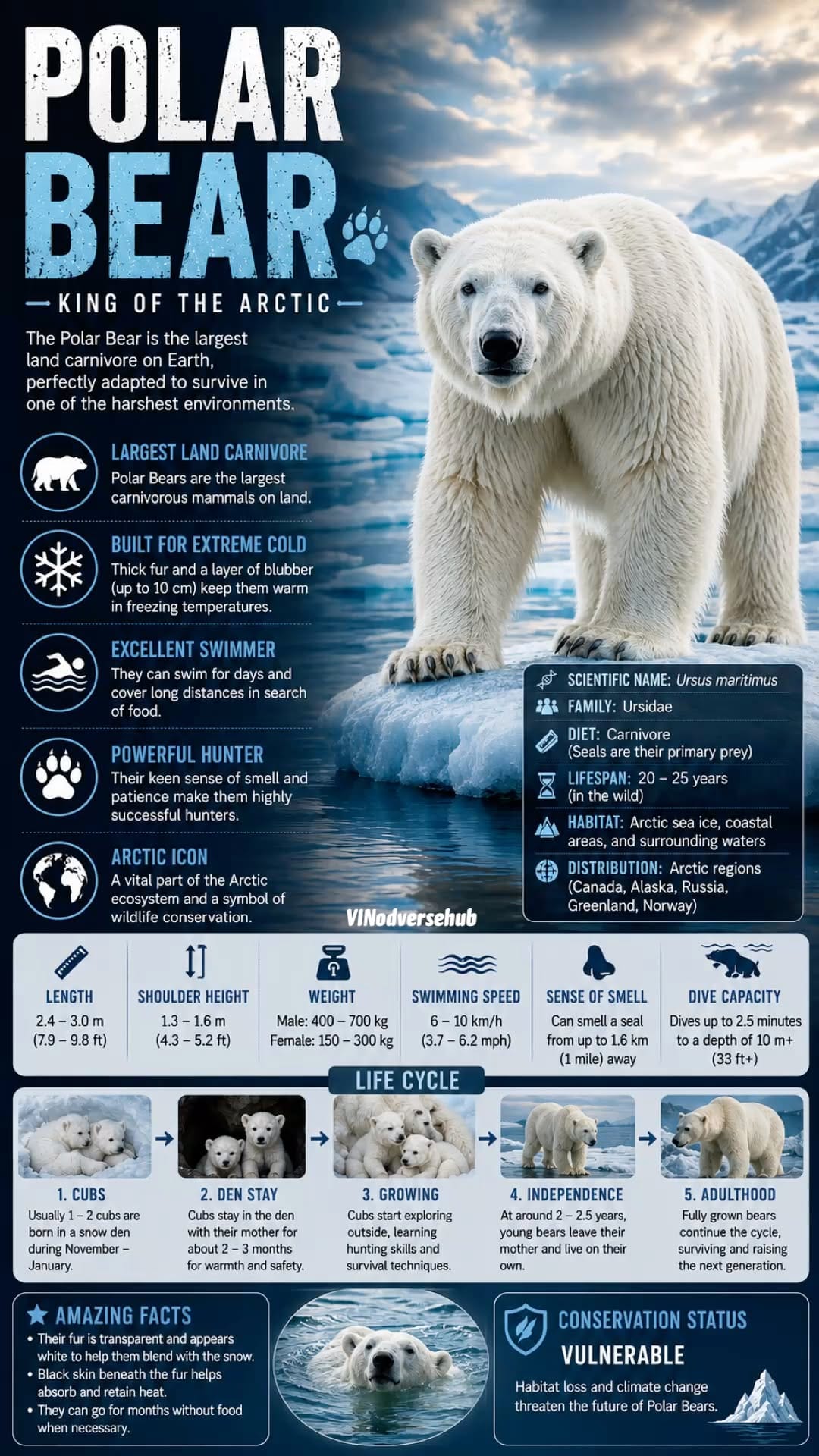 🐻‍❄️ Polar Bear Infographic | King of the Arctic