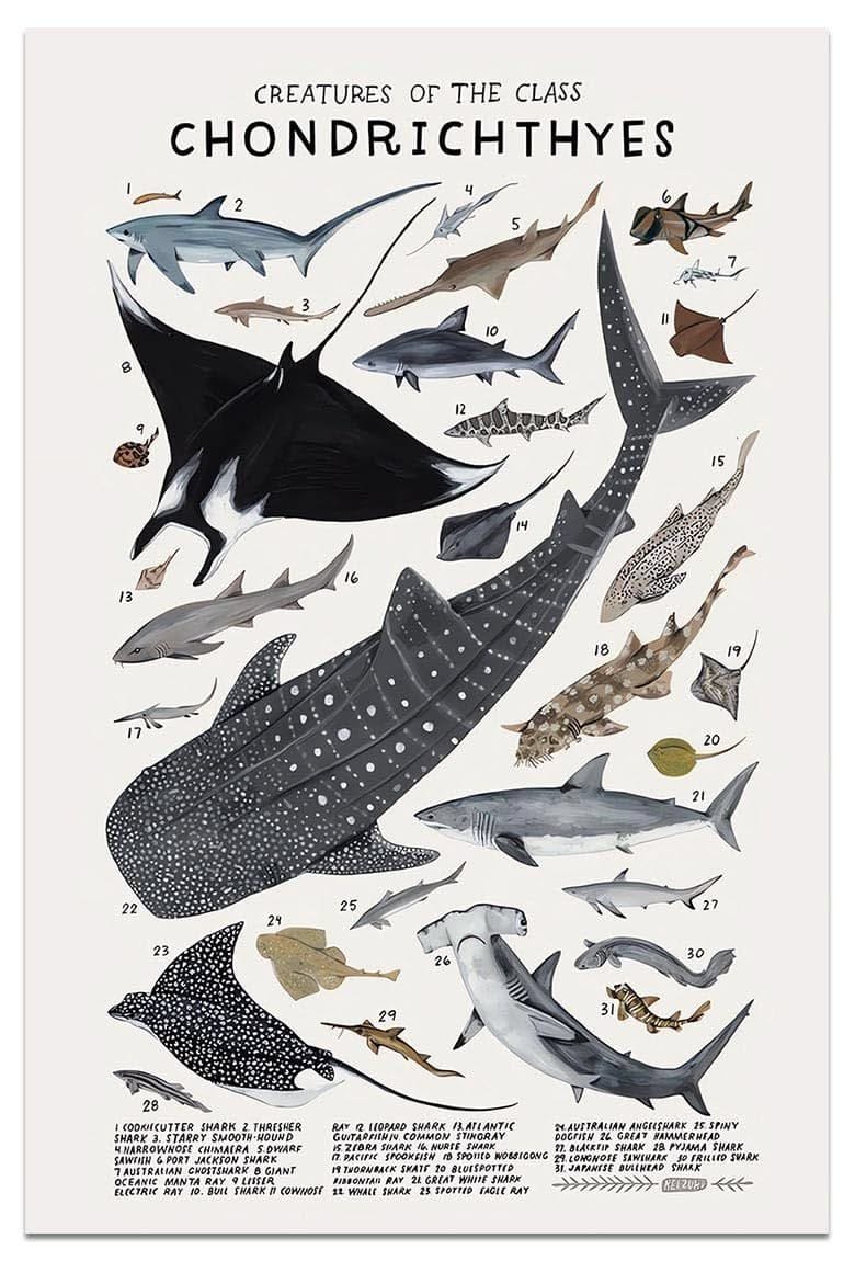 Vibrant Marine Life: Fish & Sharks Poster