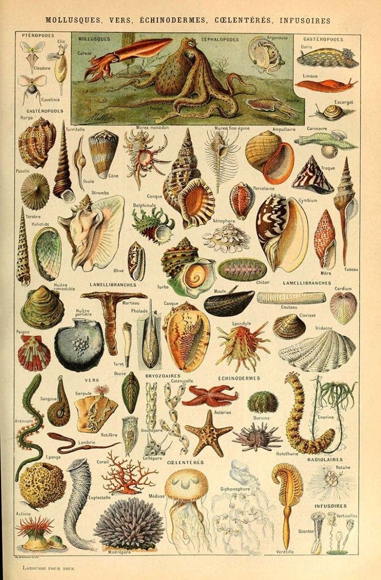 Dive into the Depths: Free Sea Life and Marine Life Posters from the Public Domain