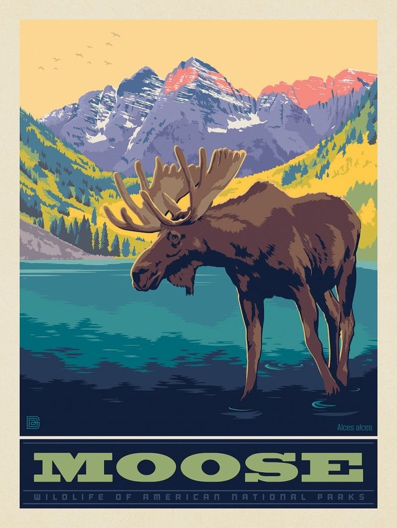 National Parks Wildlife: Moose | Art Print