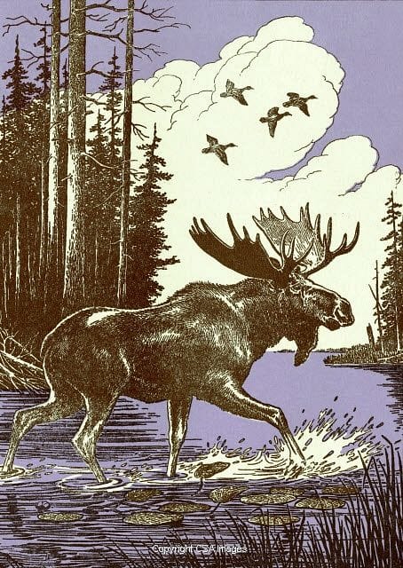 Moose poster