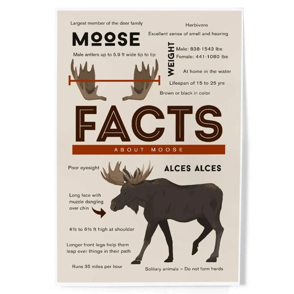 Facts About Moose, Art & Giclee Prints - 8 x 12 Art Print